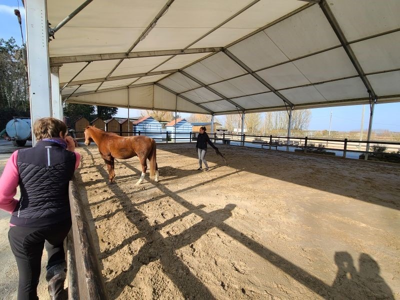 L'equicoaching, une méthode innovante